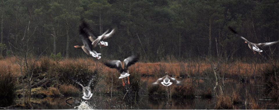 Geese Landing on Skipwith Common
