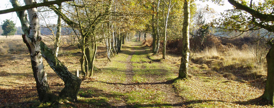 Tree Lined Path on Skipwith Common